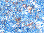 DAB staining on IHC-P; Sample: Mouse Spleen Tissue; Primary Ab: 20ug/ml Mouse Anti-Mouse FTH Antibody; Second Ab: 2ug/mL HRP-Linked Caprine Anti-Mouse IgG Polyclonal Antibody