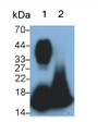 Western Blot; Sample: Lane1: Human Urine; Lane2: Human Leukocyte lysate; Primary Ab: 0.3ug/ml Mouse Anti-Human RNASE2 Antibody; Second Ab: 0.2ug/mL HRP-Linked Caprine Anti-Mouse IgG Polyclonal Antibody