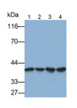 Western Blot; Sample: Lane1: Mouse Lung lysate; Lane2: Mouse Small intestine lysate; Lane3: Hela cell lysate; Lane4: HepG2 cell lysate Primary Ab: 0.2ug/ml Rabbit Anti-Human ANXA1 Antibody Second Ab: 0.2ug/mL HRP-Linked Caprine Anti-Rabbit IgG Polyclonal Antibody