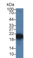 Western Blot; Sample: Rabbit Liver lysate; Primary Ab: 3ug/ml Cavia Anti-Rabbit RBP5 Antibody; Second Ab: 0.2ug/mL HRP-Linked Rabbit Anti-Cavia IgG Polyclonal Antibody