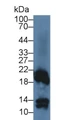 Western Blot; Sample: Rabbit Kidney lysate; Primary Ab: 3ug/ml Cavia Anti-Rabbit RBP5 Antibody; Second Ab: 0.2ug/mL HRP-Linked Rabbit Anti-Cavia IgG Polyclonal Antibody