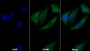 AF488 staining on IF; Sample: Hela cell; Primary Ab: 30ug/ml Mouse Anti-Human POSTN Antibody; Second Ab: 2ug/ml AF488-Linked Caprine Anti-Mouse IgG Polyclonal Antibody