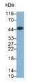 Western Blot; Sample: THP1 cell lysate Primary Ab: 0.2ug/ml Mouse Anti-Mouse LAIR1 Antibody Second Ab: 0.2ug/mL HRP-Linked Caprine Anti-Mouse IgG Polyclonal Antibody