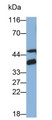 Western Blot; Sample: Rat Cerebrum lysate Primary Ab: 0.8ug/ml Mouse Anti-Human GAL8 Antibody Second Ab: 0.2ug/mL HRP-Linked Caprine Anti-Mouse IgG Polyclonal Antibody