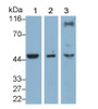 Western Blot; Sample: Lane1: Porcine Liver lysate; Lane2: Rat Liver lysate; Lane3: HepG2 cell lysate Primary Ab: 0.2ug/ml Mouse Anti-Human HPD Antibody Second Ab: 0.2ug/mL HRP-Linked Caprine Anti-Mouse IgG Polyclonal Antibody