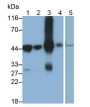 Western Blot; Sample: Lane1: Rat Liver lysate; Lane2: Rat Kidney lysate; Lane3: Porcine Liver lysate; Lane4: Porcine Kidney lysate; Lane5: HepG2 cell lysate Primary Ab: 0.2ug/ml Mouse Anti-Human HPD Antibody Second Ab: 0.2ug/mL HRP-Linked Caprine Anti-Mouse IgG Polyclonal Antibody