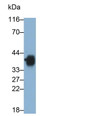 Western Blot; Sample: Jurkat cell lysate Primary Ab: 0.4ug/ml Mouse Anti-Human CD7 Antibody Second Ab: 0.2ug/mL HRP-Linked Caprine Anti-Mouse IgG Polyclonal Antibody