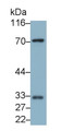 Western Blot; Sample: Porcine Lymph node lysate Primary Ab: 0.4ug/ml Mouse Anti-Mouse IGSF12 Antibody Second Ab: 0.2ug/mL HRP-Linked Caprine Anti-Mouse IgG Polyclonal Antibody