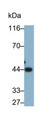 Western Blot; Sample: Human Serum Primary Ab: 0.2ug/ml Mouse Anti-Human aZGP1 Antibody Second Ab: 0.2ug/mL HRP-Linked Caprine Anti-Mouse IgG Polyclonal Antibody