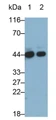 Western Blot; Sample: Lane1: Human Serum; Lane2: Human Plasma Primary Ab: 0.2ug/ml Mouse Anti-Human aZGP1 Antibody Second Ab: 0.2ug/mL HRP-Linked Caprine Anti-Mouse IgG Polyclonal Antibody