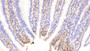 DAB staining on IHC-P; Sample: Rat Small intestine Tissue; Primary Ab: 10ug/ml Rabbit Anti-Rat PIIINP Antibody; Second Ab: 2ug/mL HRP-Linked Caprine Anti-Rabbit IgG Polyclonal Antibody