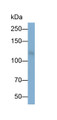 Western Blot; Sample: Mouse Small intestine lysate; Primary Ab: 0.1ug/ml Rabbit Anti-Rat ASAH2 Antibody; Second Ab: 0.2ug/ml HRP-Linked Caprine Anti-Rabbit IgG Polyclonal Antibody