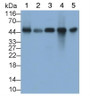 Western Blot; Sample: Lane1: Rat Liver lysate; Lane2: Rat Cerebrum lysate; Lane3: Hela cell lysate; Lane4: HepG2 cell lysate; Lane5: HL60 cell lysate Primary Ab: 0.1ug/ml Mouse Anti-Rat IGF1 Antibody Second Ab: 0.2ug/mL HRP-Linked Caprine Anti-Mouse IgG Polyclonal Antibody