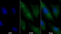 AF488 staining on IF; Sample: U2OS cell; Primary Ab: 30ug/ml Mouse Anti-Human LY75 Antibody; Second Ab: 2ug/ml AF488-Linked Caprine Anti-Mouse IgG Polyclonal Antibody
