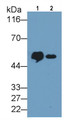 Western Blot; Sample: Lane1: Human Milk; Lane2: Human Urine Primary Ab: 1ug/ml Mouse Anti-Human CD14 Antibody Second Ab: 0.2ug/mL HRP-Linked Caprine Anti-Mouse IgG Polyclonal Antibody