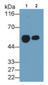 Western Blot; Sample: Lane1: Human Milk; Lane2: Human Urine Primary Ab: 1ug/ml Mouse Anti-Human CD14 Antibody Second Ab: 0.2ug/mL HRP-Linked Caprine Anti-Mouse IgG Polyclonal Antibody