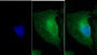 FITC staining on IF; Sample: Human U2OS cell; Primary Ab: 30ug/ml Mouse Anti-Human MYH8 Antibody Second Ab: 2ug/ml FITC-Linked Caprine Anti-Mouse IgG Polyclonal Antibody