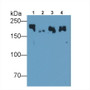 Western Blot; Sample: Lane1: Porcine Skeletal muscle lysate; Lane2: Porcine Esophagus lysate; Lane3: Rat Skeletal muscle lysate; Lane4: Mouse Skeletal muscle lysate Primary Ab: 0.01ug/ml Mouse Anti-Human MYH8 Antibody Second Ab: 0.2ug/mL HRP-Linked Caprine Anti-Mouse IgG Polyclonal Antibody