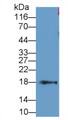 Western Blot; Sample: Rat Ovary lysate Primary Ab: 0.2ug/ml Mouse Anti-Rat CYPA Antibody Second Ab: 0.2ug/mL HRP-Linked Caprine Anti-Mouse IgG Polyclonal Antibody