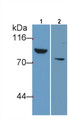 Western Blot; Sample: Lane1: Human Serum; Lane2: Human Placenta lysate Primary Ab: 0.2ug/ml Mouse Anti-Human TAT Antibody Second Ab: 0.2ug/mL HRP-Linked Caprine Anti-Mouse IgG Polyclonal Antibody
