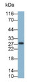 Western Blot; Sample: Rat Cerebrum lysate Primary Ab: 0.2ug/ml Mouse Anti-Human EPDR1 Antibody Second Ab: 0.2ug/mL HRP-Linked Caprine Anti-Mouse IgG Polyclonal Antibody