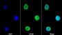AF488 staining on IF; Sample: HEL92.1.7 cell; Primary Ab: 20ug/ml Mouse Anti-Human ITGa2B Antibody; Second Ab: 2ug/ml AF488-Linked Caprine Anti-Mouse IgG Polyclonal Antibody