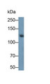 Western Blot; Sample: Rat Small intestine lysate; Primary Ab: 2ug/ml Mouse Anti-Human SI Antibody; Second Ab: 0.2ug/mL HRP-Linked Caprine Anti-Mouse IgG Polyclonal Antibody