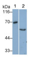 Western Blot; Sample: Lane1: Porcine Kidney lysate; Lane2: PC3 cell lysate Primary Ab: 0.5ug/ml Mouse Anti-Human IGF1 Antibody Second Ab: 0.2ug/mL HRP-Linked Caprine Anti-Mouse IgG Polyclonal Antibody