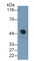 Western Blot; Sample: Human Serum Primary Ab: 0.2ug/ml Mouse Anti-Human IGF1 Antibody Second Ab: 0.2ug/mL HRP-Linked Caprine Anti-Mouse IgG Polyclonal Antibody