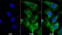 AF488 staining on IF; Sample: Hela cell; Primary Ab: 20ug/ml Mouse Anti-Human CK10 Antibody; Second Ab: 2ug/ml AF488-Linked Caprine Anti-Mouse IgG Polyclonal Antibody