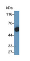 Western Blot; Sample: A431 cell lysate Primary Ab: 0.5ug/ml Mouse Anti-Human CK10 Antibody Second Ab: 0.2ug/mL HRP-Linked Caprine Anti-Mouse IgG Polyclonal Antibody
