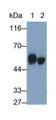 Western Blot; Sample: Lane1: Rat Trachea lysate; Lane2: A431 cell lysate Primary Ab: 0.5ug/ml Mouse Anti-Human CK10 Antibody Second Ab: 0.2ug/mL HRP-Linked Caprine Anti-Mouse IgG Polyclonal Antibody