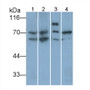 Western Blot; Sample: Lane1: Rat Heart lysate; Lane2: Rat Liver lysate; Lane3: Rat Cerebrum lysate; Lane4: MCF7 cell lysate Primary Ab: 0.1ug/ml Mouse Anti-Human IGF1 Antibody Second Ab: 0.2ug/mL HRP-Linked Caprine Anti-Mouse IgG Polyclonal Antibody