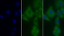 FITC staining on IF; Sample: Human Hela cell; Primary Ab: 30ug/ml Mouse Anti-Human PLS3 Antibody Second Ab: 2ug/ml FITC-Linked Caprine Anti-Mouse IgG Polyclonal Antibody