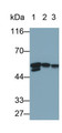 Western Blot; Sample: Lane1: Porcine Heart lysate; Lane2: Porcine Skeletal muscle lysate; Lane3: Rat Skeletal muscle lysate Primary Ab: 0.1ug/ml Mouse Anti-Human Des Antibody Second Ab: 0.2ug/mL HRP-Linked Caprine Anti-Mouse IgG Polyclonal Antibody