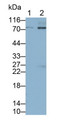Western Blot; Sample: Lane1: Jurkat cell lysate; Lane2: Raji cell lysate Primary Ab: 0.6ug/ml Mouse Anti-Human CD86 Antibody Second Ab: 0.2ug/mL HRP-Linked Caprine Anti-Mouse IgG Polyclonal Antibody