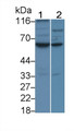 Western Blot; Sample: Lane1: Jurkat cell lysate; Lane2: Hela cell lysate Primary Ab: 1.5ug/ml Mouse Anti-Human CASP8 Antibody Second Ab: 0.2ug/mL HRP-Linked Caprine Anti-Mouse IgG Polyclonal Antibody