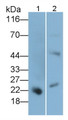 Western Blot; Sample: Lane1: Human Placenta lysate; Lane2: Rat Placenta lysate Primary Ab: 0.2ug/ml Mouse Anti-Human PL Antibody Second Ab: 0.2ug/mL HRP-Linked Caprine Anti-Mouse IgG Polyclonal Antibody