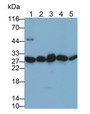 Western Blot; Sample: Lane1: Human Lung lysate; Lane2: Rat Liver lysate; Lane3: Rat Cerebrum lysate; Lane4: A431 cell lysate; Lane5: Human Saliva Primary Ab: 0.1ug/ml Mouse Anti-Human PGAM1 Antibody Second Ab: 0.2ug/mL HRP-Linked Caprine Anti-Mouse IgG Polyclonal Antibody