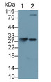 Western Blot; Sample: Lane1: Rat Spleen lysate; Lane2: Rat Lung lysate Primary Ab: 0.05ug/ml Mouse Anti-Mouse GZMK Antibody Second Ab: 0.2ug/mL HRP-Linked Caprine Anti-Mouse IgG Polyclonal Antibody