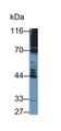 Western Blot; Sample: Rat Cerebrum lysate Primary Ab: 0.2ug/ml Mouse Anti-Rat PDE4B Antibody Second Ab: 0.2ug/mL HRP-Linked Caprine Anti-Mouse IgG Polyclonal Antibody