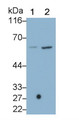 Western Blot; Sample: Lane1: Raji cell lysate; Lane2: Hela cell lysate Primary Ab: 0.5ug/ml Mouse Anti-Rat CASP8 Antibody Second Ab: 0.2ug/mL HRP-Linked Caprine Anti-Mouse IgG Polyclonal Antibody
