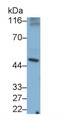 Western Blot; Sample: Hela cell lysate Primary Ab: 0.5ug/ml Mouse Anti-Rat CASP8 Antibody Second Ab: 0.2ug/mL HRP-Linked Caprine Anti-Mouse IgG Polyclonal Antibody