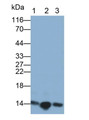 Western Blot; Sample: Lane1: Porcine Heart lysate; Lane2: Rat Heart lysate; Lane3: Bovine Heart lysate Primary Ab: 0.2ug/ml Mouse Anti-Human H-FABP Antibody Second Ab: 0.2ug/mL HRP-Linked Caprine Anti-Mouse IgG Polyclonal Antibody