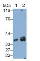 Western Blot; Sample: Lane1: HepG2 cell lysate; Lane2: K562 cell lysate Primary Ab: 0.5ug/ml Mouse Anti-Human IGF1 Antibody Second Ab: 0.2ug/mL HRP-Linked Caprine Anti-Mouse IgG Polyclonal Antibody