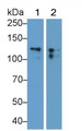 Western Blot; Sample: Lane1: Porcine Cerebrum lysate; Lane2: Porcine Cerebellum lysate Primary Ab: 0.5ug/ml Mouse Anti-Human CD56 Antibody Second Ab: 0.2ug/mL HRP-Linked Caprine Anti-Mouse IgG Polyclonal Antibody