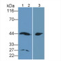 Western Blot; Sample: Lane1: Rat Heart lysate; Lane2: Rat Liver lysate; Lane3: Rat Kidney lysate Primary Ab: 0.4ug/ml Mouse Anti-Rat AST Antibody Second Ab: 0.2ug/mL HRP-Linked Caprine Anti-Mouse IgG Polyclonal Antibody