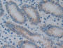 DAB staining on IHC-P; Sample: Human Stomach Tissue; Primary Ab: 30ug/ml Mouse Anti-Rat AGR2 Antibody Second Ab: 2ug/mL HRP-Linked Caprine Anti-Mouse IgG Polyclonal Antibody