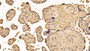 DAB staining on IHC-P; Sample: Human Placenta Tissue; Primary Ab: 30ug/ml Mouse Anti-Human YWHAz Antibody Second Ab: 2ug/mL HRP-Linked Caprine Anti-Mouse IgG Polyclonal Antibody