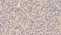 DAB staining on IHC-P; Sample: Rat Liver Tissue; Primary Ab: 30ug/ml Mouse Anti-Rat COMT Antibody Second Ab: 2ug/mL HRP-Linked Caprine Anti-Mouse IgG Polyclonal Antibody